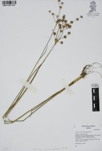 Juncus microcephalus image